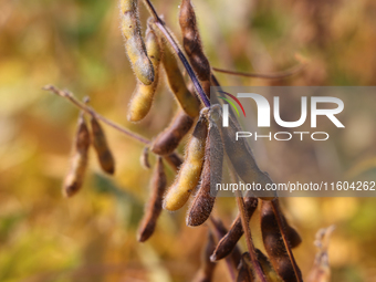 A soybean field at a farm in Stouffville, Ontario, Canada, on September 22, 2024. (