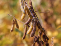 A soybean field at a farm in Stouffville, Ontario, Canada, on September 22, 2024. (