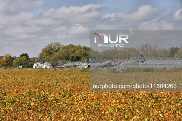 A soybean field at a farm in Stouffville, Ontario, Canada, on September 22, 2024. 