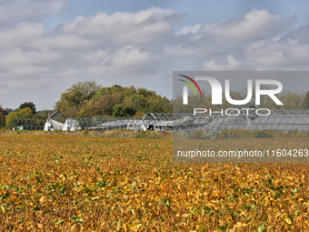 A soybean field at a farm in Stouffville, Ontario, Canada, on September 22, 2024. (