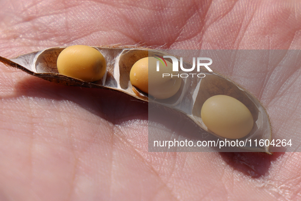 A man holds soybeans in his hand on a farm in Stouffville, Ontario, Canada, on September 22, 2024. 