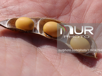 A man holds soybeans in his hand on a farm in Stouffville, Ontario, Canada, on September 22, 2024. (