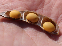 A man holds soybeans in his hand on a farm in Stouffville, Ontario, Canada, on September 22, 2024. (