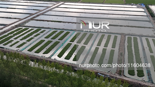 A photo taken on September 23, 2024, shows crab and lobster farming in a rice field in Huai'an, China, on September 23, 2024. 