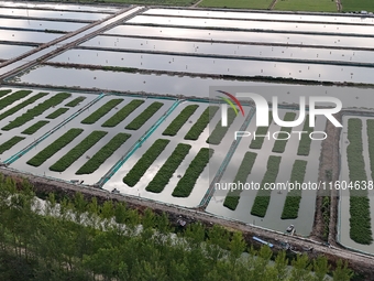 A photo taken on September 23, 2024, shows crab and lobster farming in a rice field in Huai'an, China, on September 23, 2024. (