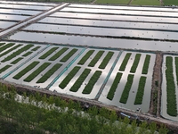 A photo taken on September 23, 2024, shows crab and lobster farming in a rice field in Huai'an, China, on September 23, 2024. (