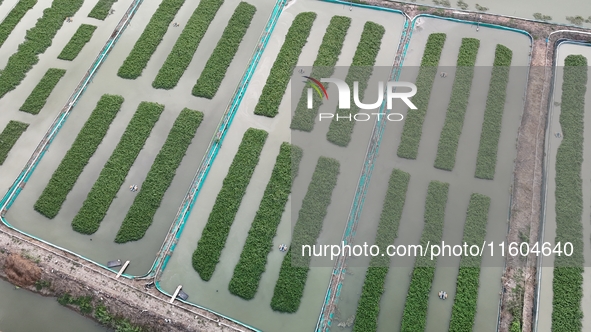 A photo taken on September 23, 2024, shows crab and lobster farming in a rice field in Huai'an, China, on September 23, 2024. 