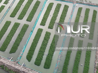 A photo taken on September 23, 2024, shows crab and lobster farming in a rice field in Huai'an, China, on September 23, 2024. (