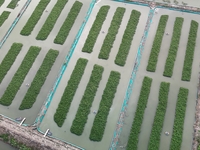 A photo taken on September 23, 2024, shows crab and lobster farming in a rice field in Huai'an, China, on September 23, 2024. (