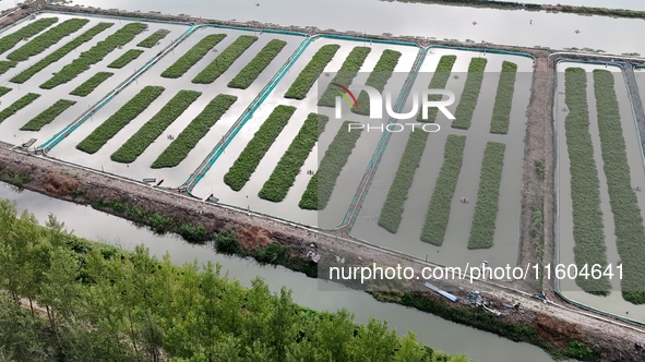 A photo taken on September 23, 2024, shows crab and lobster farming in a rice field in Huai'an, China, on September 23, 2024. 