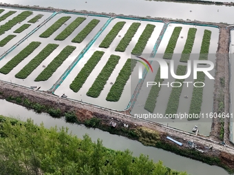 A photo taken on September 23, 2024, shows crab and lobster farming in a rice field in Huai'an, China, on September 23, 2024. (