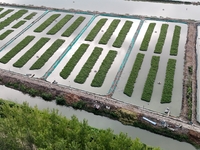 A photo taken on September 23, 2024, shows crab and lobster farming in a rice field in Huai'an, China, on September 23, 2024. (