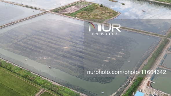 A photo taken on September 23, 2024, shows crab and lobster farming in a rice field in Huai'an, China, on September 23, 2024. 