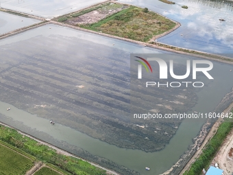 A photo taken on September 23, 2024, shows crab and lobster farming in a rice field in Huai'an, China, on September 23, 2024. (