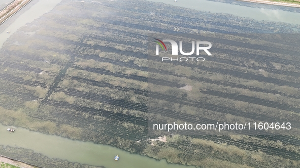 A photo taken on September 23, 2024, shows crab and lobster farming in a rice field in Huai'an, China, on September 23, 2024. 