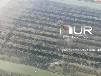 A photo taken on September 23, 2024, shows crab and lobster farming in a rice field in Huai'an, China, on September 23, 2024. (