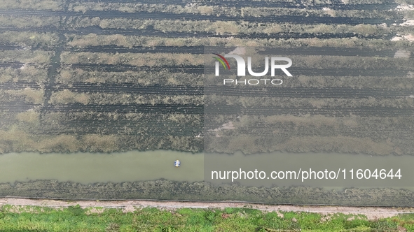 A photo taken on September 23, 2024, shows crab and lobster farming in a rice field in Huai'an, China, on September 23, 2024. 