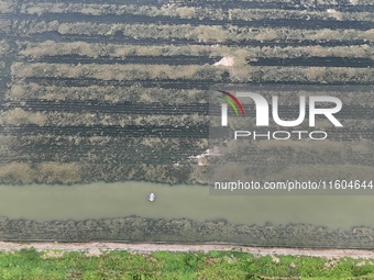 A photo taken on September 23, 2024, shows crab and lobster farming in a rice field in Huai'an, China, on September 23, 2024. (