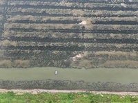 A photo taken on September 23, 2024, shows crab and lobster farming in a rice field in Huai'an, China, on September 23, 2024. (