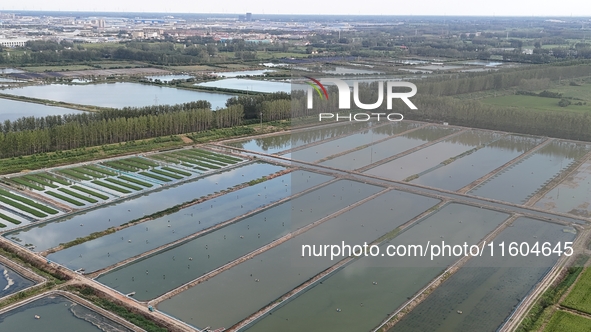 A photo taken on September 23, 2024, shows crab and lobster farming in a rice field in Huai'an, China, on September 23, 2024. 