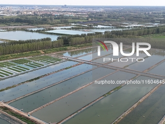 A photo taken on September 23, 2024, shows crab and lobster farming in a rice field in Huai'an, China, on September 23, 2024. (