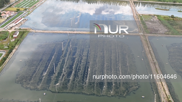 A photo taken on September 23, 2024, shows crab and lobster farming in a rice field in Huai'an, China, on September 23, 2024. 