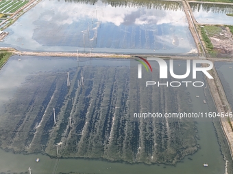 A photo taken on September 23, 2024, shows crab and lobster farming in a rice field in Huai'an, China, on September 23, 2024. (