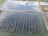 A photo taken on September 23, 2024, shows crab and lobster farming in a rice field in Huai'an, China, on September 23, 2024. (