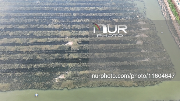 A photo taken on September 23, 2024, shows crab and lobster farming in a rice field in Huai'an, China, on September 23, 2024. 