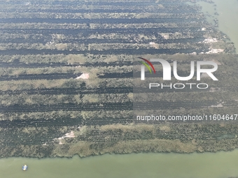 A photo taken on September 23, 2024, shows crab and lobster farming in a rice field in Huai'an, China, on September 23, 2024. (