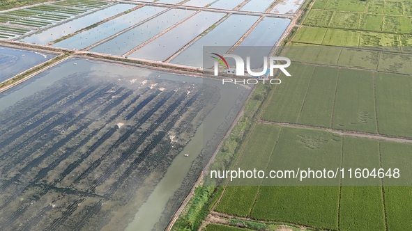 A photo taken on September 23, 2024, shows crab and lobster farming in a rice field in Huai'an, China, on September 23, 2024. 