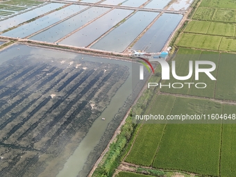 A photo taken on September 23, 2024, shows crab and lobster farming in a rice field in Huai'an, China, on September 23, 2024. (