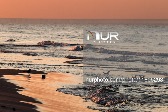 Seagulls bath in Baltic Sea on a beach late in the afternoon as the sun sets on a sand beach near Leba, famous pomeranian tourist resort in...