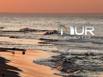 Seagulls bath in Baltic Sea on a beach late in the afternoon as the sun sets on a sand beach near Leba, famous pomeranian tourist resort in...