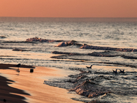 Seagulls bath in Baltic Sea on a beach late in the afternoon as the sun sets on a sand beach near Leba, famous pomeranian tourist resort in...