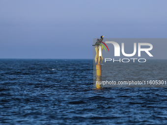 Cormorants are seen near a beach late in the afternoon as the sun sets near Leba, famous pomeranian tourist resort in northern Poland as Aut...