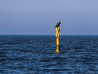 Cormorants are seen near a beach late in the afternoon as the sun sets near Leba, famous pomeranian tourist resort in northern Poland as Aut...