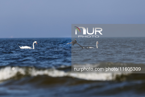 A cormorant and swans are seen by Baltic Sea near a beach late in the afternoon as the sun sets near Leba, famous pomeranian tourist resort...