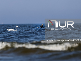 A cormorant and swans are seen by Baltic Sea near a beach late in the afternoon as the sun sets near Leba, famous pomeranian tourist resort...