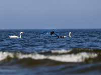 A cormorant and swans are seen by Baltic Sea near a beach late in the afternoon as the sun sets near Leba, famous pomeranian tourist resort...