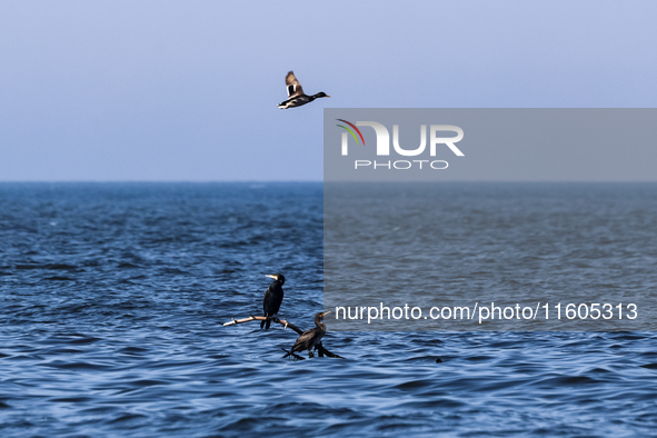 Cormorants and a duck are seen in Baltic Sea near Leba, famous pomeranian tourist resort in northern Poland as Autumn begins on September 22...