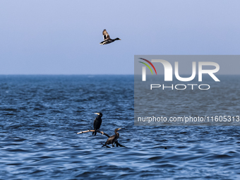 Cormorants and a duck are seen in Baltic Sea near Leba, famous pomeranian tourist resort in northern Poland as Autumn begins on September 22...