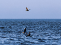 Cormorants and a duck are seen in Baltic Sea near Leba, famous pomeranian tourist resort in northern Poland as Autumn begins on September 22...