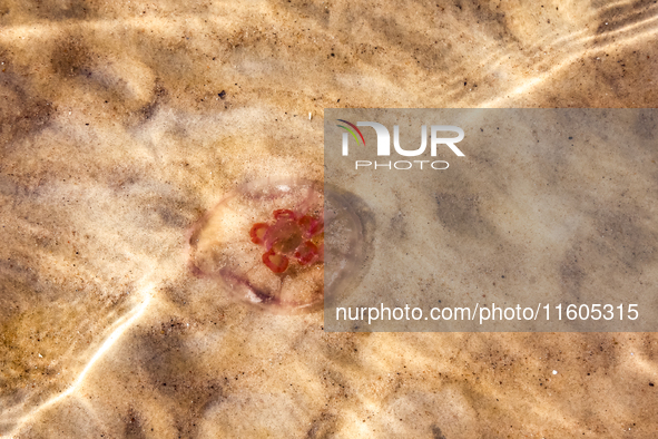 A jellyfish is seen in shellow water of Baltic Sea on a beach late in the afternoon as the sun sets on a sand beach near Leba, famous pomera...