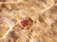 A jellyfish is seen in shellow water of Baltic Sea on a beach late in the afternoon as the sun sets on a sand beach near Leba, famous pomera...