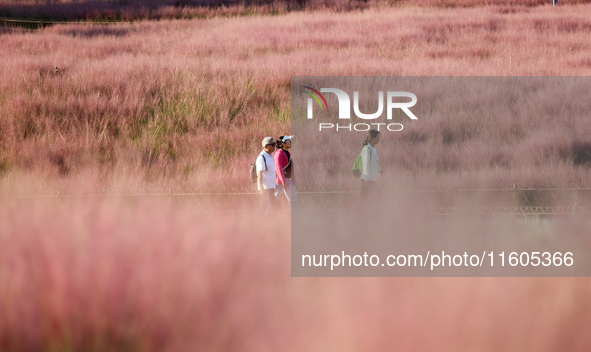 Tourists play in the blooming pink muhlygrass in Sanmenxia, China, on September 24, 2024. 