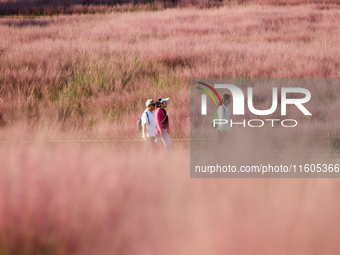 Tourists play in the blooming pink muhlygrass in Sanmenxia, China, on September 24, 2024. (