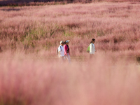 Tourists play in the blooming pink muhlygrass in Sanmenxia, China, on September 24, 2024. (