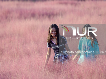 Tourists play in the blooming pink muhlygrass in Sanmenxia, China, on September 24, 2024. (