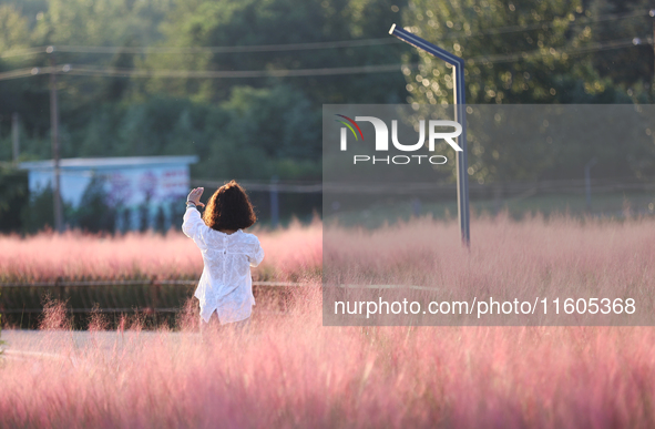 Tourists play in the blooming pink muhlygrass in Sanmenxia, China, on September 24, 2024. 